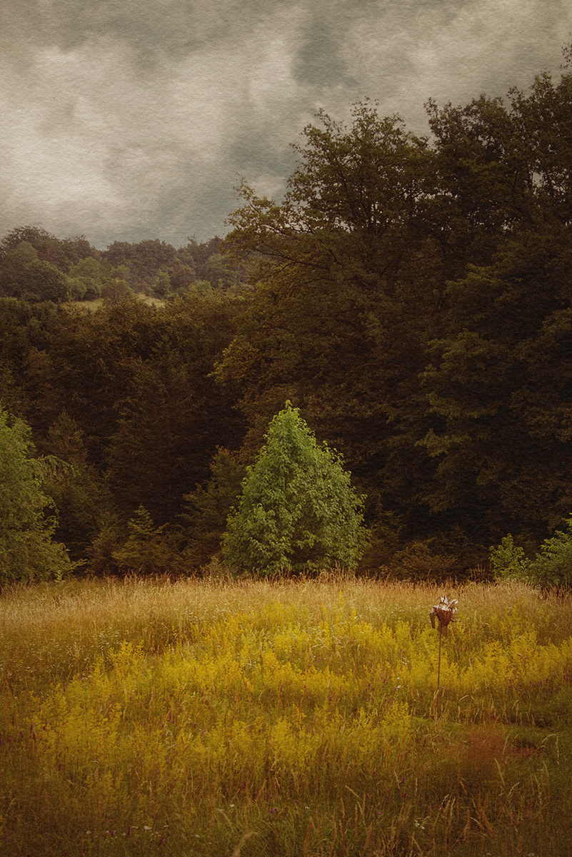 Garden and Trees, Trees, Eiche, Quercus